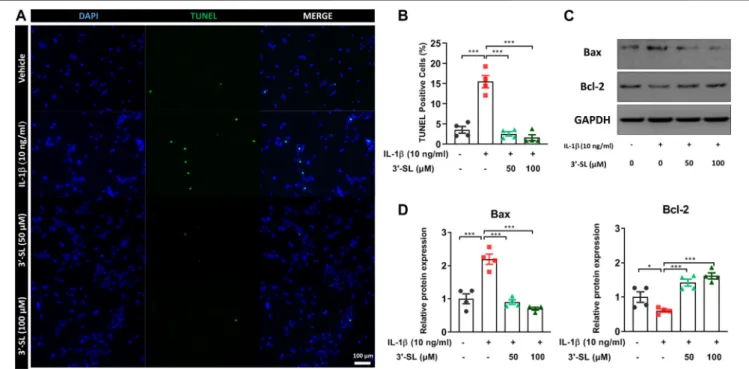 FIGURE 3 | Effect of 3′-SL on IL-1β-induced apoptosis in the chondrocytic cells. Chondrocytic cells were stimulated with or without IL-1β (10 ng/ml) for 24 h and then treated with different concentrations of 3′-SL (50 and 100 μM) for 24 h