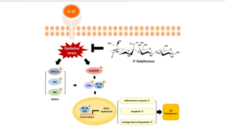 FIGURE 7 | A graphical representation of the mechanism for 3′-SL in chondrocytic cells stimulated with IL-1β