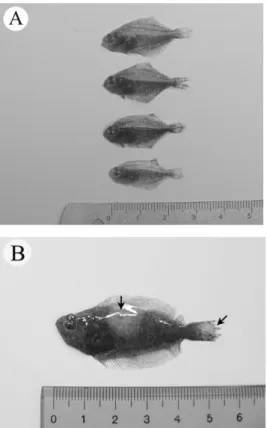 Fig. 10. External features of infected flounder infected with ciliates. (A) The flounder of 3 cm in size
