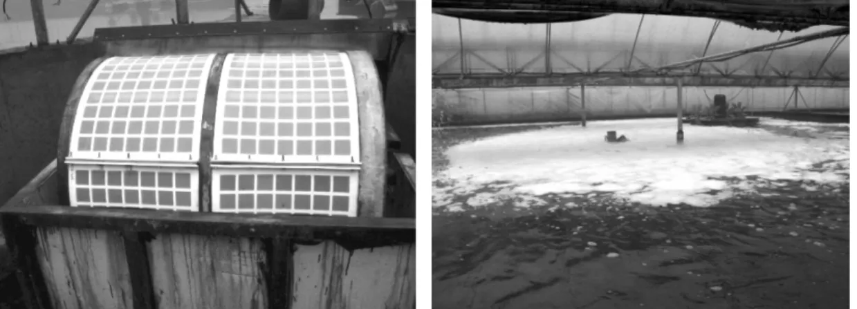 Fig. 1. A drum-shaped filter used for filtration of the culturing water (left) and many foams floating on the water surface of the pond where the disease occurred
