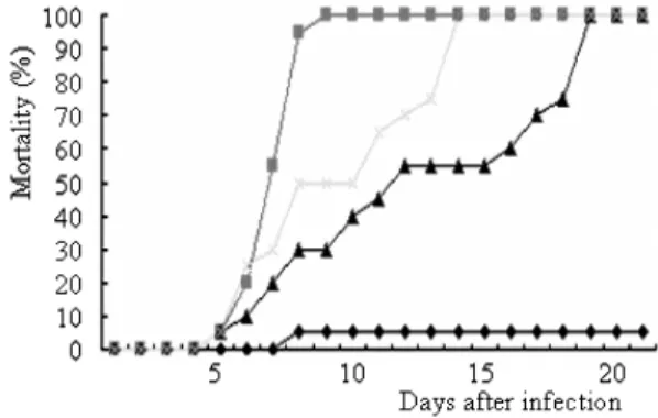 Fig. 1. Mortality of olive flounder immunized by intraperi- intraperi-toneal injection (- -), immersion (- -) and  non-immu-nized control (- -) challenged with 2.0  10 3 cells/ of Miamiensis avidus
