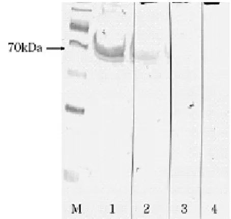 Fig. 2. Western blot analysis of rabbit anti-olive flounder IgM heavy chain serum against olive flounder serum