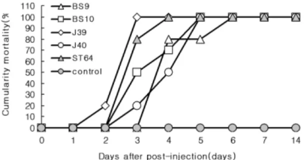 Fig. 7 Cumulative mortality of olive flounder, Paralichthys olivaceus, after intraperitoneal injection with the tested strains, Streptococcus iniae, and reference strain,  Strepto-coccus iniae