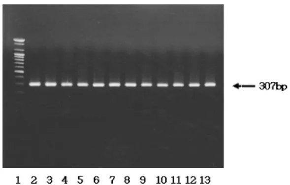 Fig. 1. Photograph of colony type from tested strains in this study.