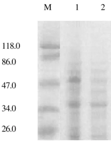 Fig. 3. Protein profiles of lipopolysaccharide (LPS) from present isolate in SDS-PAGE using 14% acrylamide