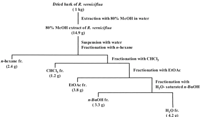Fig. 1. Extraction and fractionation of R. verniciflua bark.