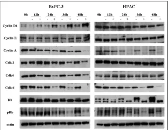Fig. 4. Effects of [6]-gingerol on the expression of p21 cip and p53. Both BxPC-3 and HPAC were treated with 400 M of [6]-ingerol, and harvested every 12 hr