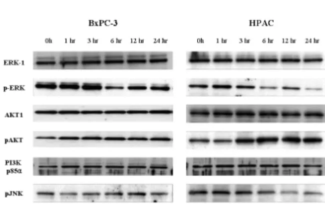 Fig. 6. Western bolt analysis for MPAK and PI3K/AKT