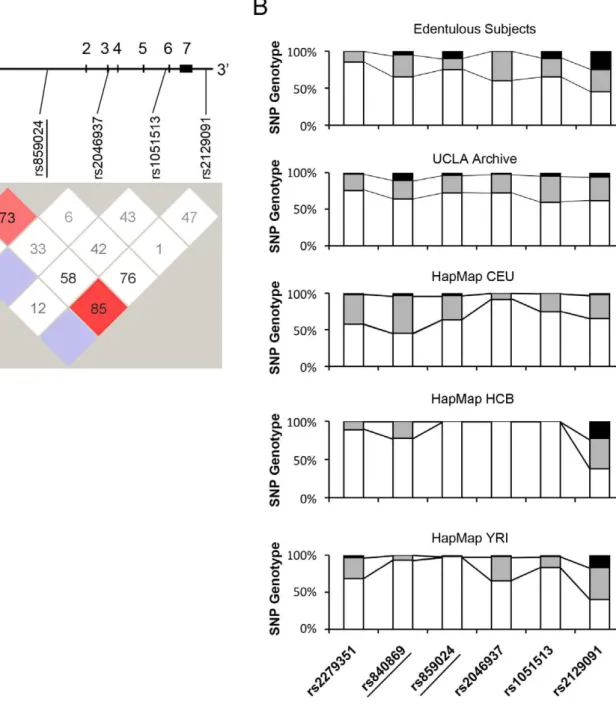 Figure 3. A. SNP-based haplotype analysis of FGFR1OP2/wit3.0 using the UCLA archival DNA samples