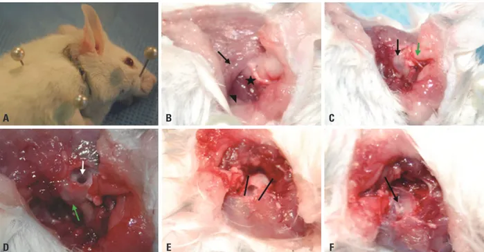 Fig. 1. Lateral postauricular approach to the mouse middle ear (bulla). (A) In each animal, a postauricular incision (black line marker) was made and extend- extend-ed ventrally to the rostral neck skin