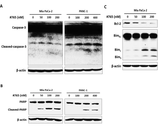 Figure  7.  Analysis  of  apoptosis-related  protein  expression  in  #765-treated  pancreatic  cancer  cells