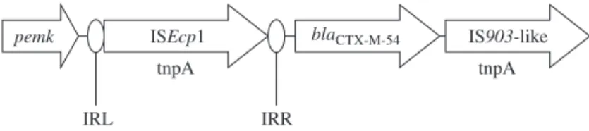 Figure 1. Schematic map of a 4063 bp DNA fragment that contains