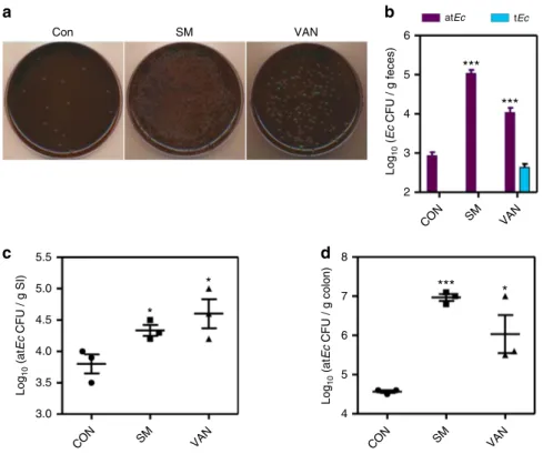 Figure 2 | Atypical E. coli cells proliferate rapidly in response to antibiotic treatment