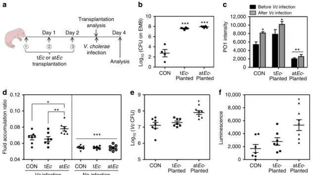 Figure 4 | Infant mice transplanted with atEc exhibit increased susceptibility to Vc infection