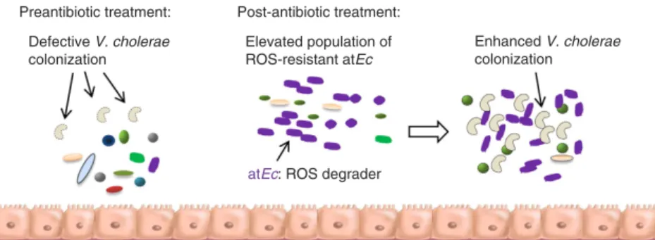 Figure 6 | Summary of antibiotic-induced proliferation of atEc and its impact on host susceptibility to Vc infection