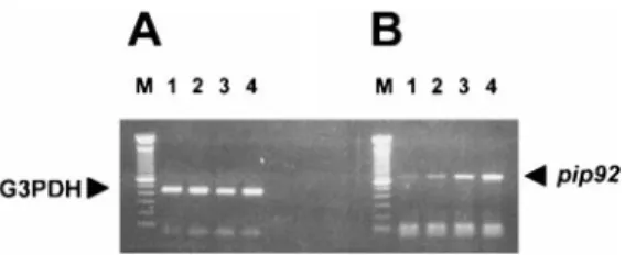 FIG. 1. Induction of mouse brain pip92 mRNA after treatment