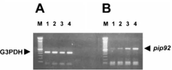FIG. 1. Induction of mouse brain pip92 mRNA after treatment
