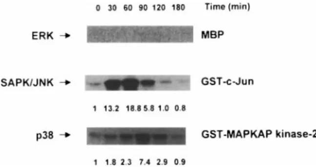 FIG. 4. Effect of the inhibition of the MAPKs, ERK, JNK, and p38