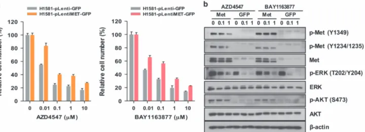 Figure 3. Overexpressed Met enhances resistance in H1581P cells. (a) H1581P cells were infected with lentivirus harboring a construct encoding GFP-tagged Met or the control plasmid carrying GFP alone