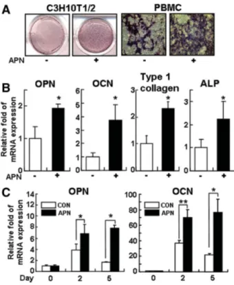 Figure 1. Adiponectin stimulates osteogenesis in mesenchymal pro- pro-genitor cells. (A): C3H10T1/2 cells and primary bone marrow cells were differentiated into osteoblasts in the presence or absence of  adi-ponectin (10 lg/ml) for 6 and 9 days, respective