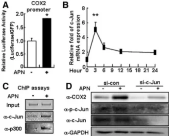 Figure 2. Adiponectin promotes osteogenesis via COX2 induction. (A–C): Adiponectin (10 lg/ml) was treated for the indicated time  peri-ods in C3H10T1/2 cells