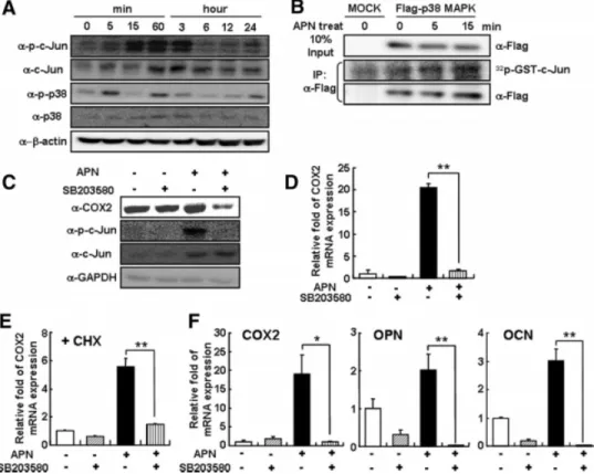 Figure 4. Adiponectin increases c-Jun phosphorylation and COX2 expression via p38 MAPK