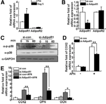 Figure 5. Adiponectin stimulates BMP2 expression and Runx2 tran- tran-scriptional activity