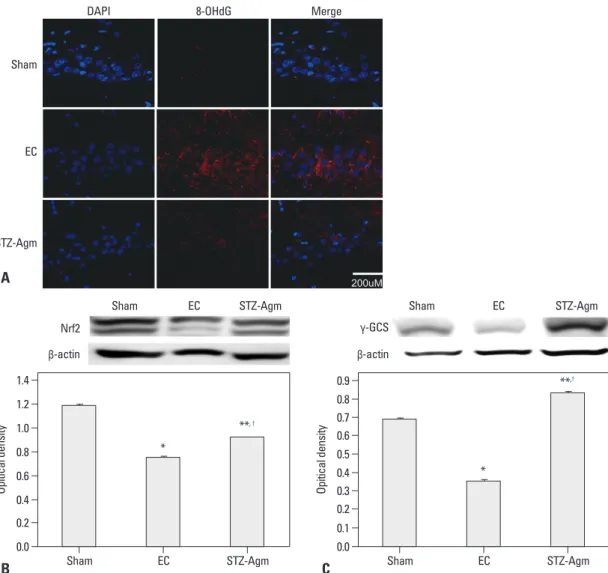 Fig. 4. Agmatine treatment decreased the immunoreactivity of 8-OHdG and increased the expression of Nrf2 and  γ-GCS in STZ-icv rats