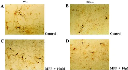 Fig 1. The representative Photomicrographs of TH-positive neurons in ventral  mesencephalic-striatal  co-culture  on  day  8