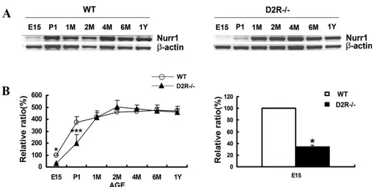 Fig 4. (A) Developmental expression of Nurr1 mRNA in wild-type (WT) and  D2R-/-  mice  by  RT-PCR  analysis