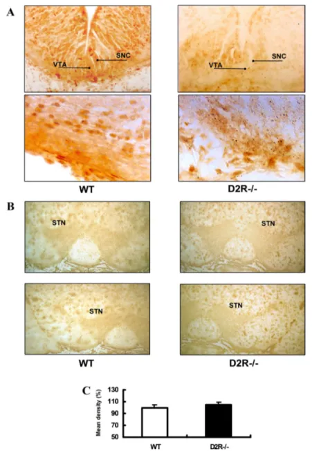 Fig  5.  Immunohistochemistry  for  Nurr1  on  coronal  sections  of  ventral  midbrain  in  WT  and  D2R-/-  mice