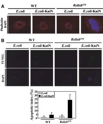 Figure 7 Ingestion of ROS-resistant bacteria induces loss of typical intestinal cell shape and the apoptosis of Relish E20 intestinal cells