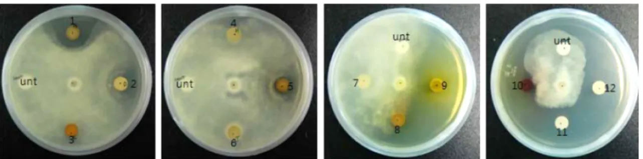 Table 3. Suppression of mycelial growth of six turfgrass diseases on the medium supplemented with the medicinal plant extracts.