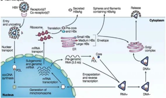 Figure 1. Life cycle of hepatitis B virus (Debika and  Chloe , 2010). 