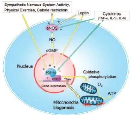 Figure 2. Mitochondrial biogenesis (Enzo N et al., 2007). 