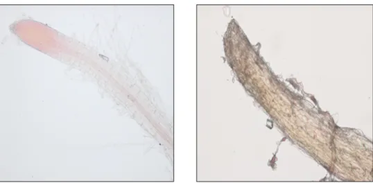 Fig.  6.  Daily  temperature  changes  of  the  USGA  green  sand  in  field  at  0,  5,  10,  and  25  cm  soil  depth  during  Aug