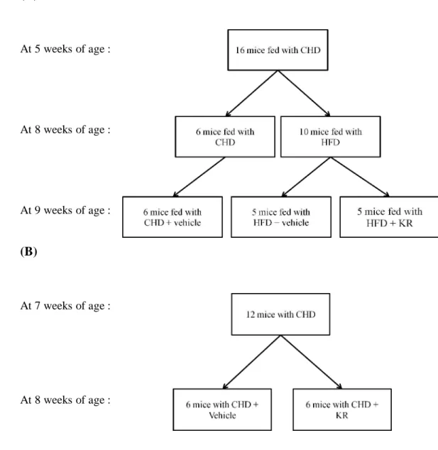 Figure 2. Study design of (A) C57BL/6 and (B) ob/ob mice 