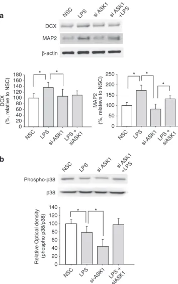 Figure 4 Effect of apoptosis signal-regulating kinase 1 (ASK1) on neuronal differentiation through the p38 mitogen-activated protein kinase (MAPK) pathway