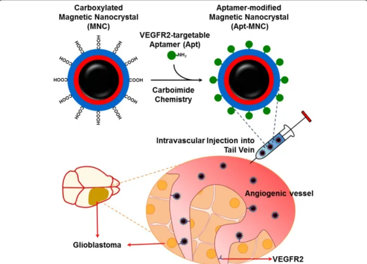 Figure 1 Schematic illustration of the preparation steps for VEGFR2-specific magnetic nanoprobe