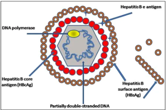 Fig. 1. Electron micrograph of hepatitis B virus.           