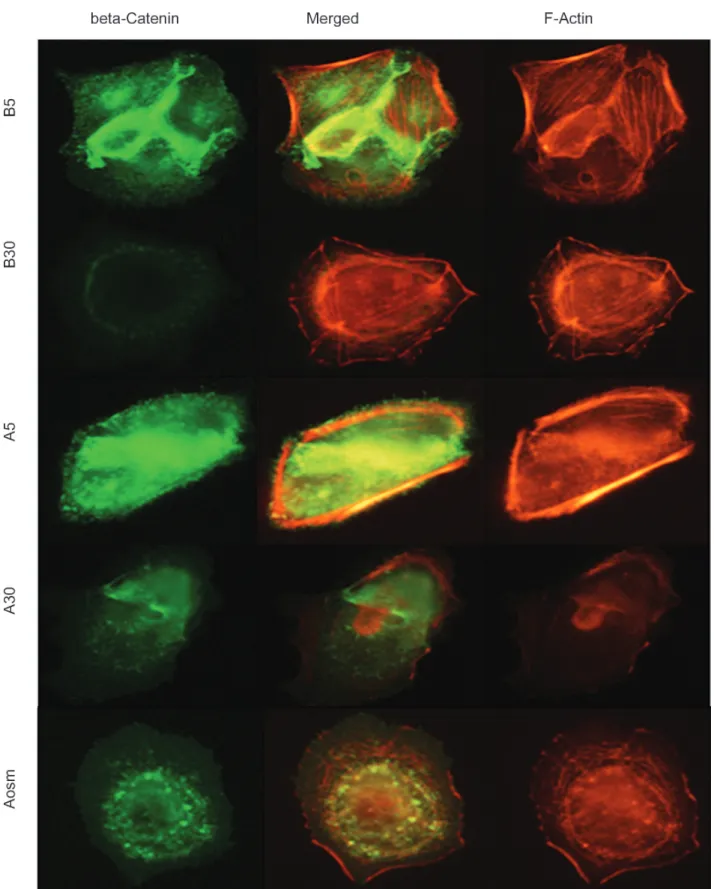 Figure 2. Confocal microscopy with β-catenin and F-actin in rat glomerular epithelial cells
