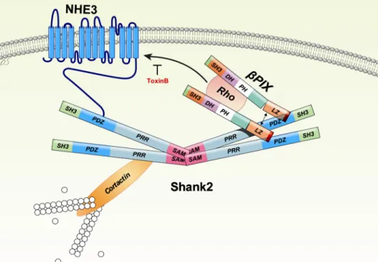 FIGURE 7. A model for the regulation of NHE3 through interaction with ␤Pix and Shank2