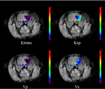Figure 4. Color-coded permeability  maps.  Permeability parameters increase in  the  infarcted  area