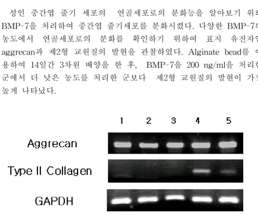 그림  2.  성인  중간엽  줄기세포에  서로  다른  농도의  BMP-7을  처리한  연골세 포로의  분화능  결과.  서로  다른  농도의  BMP-7을  이용하여  연골세포로의  분 화능을  알아보았다