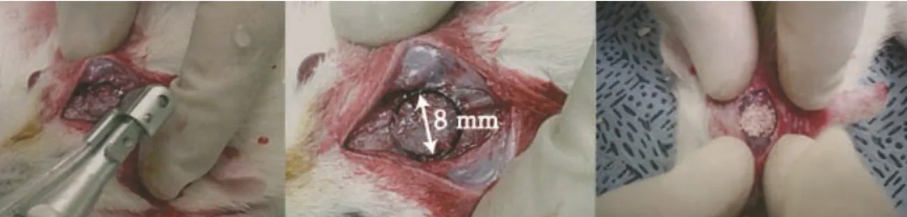 Figure 4. The surgical process (8 mm defect criteria).