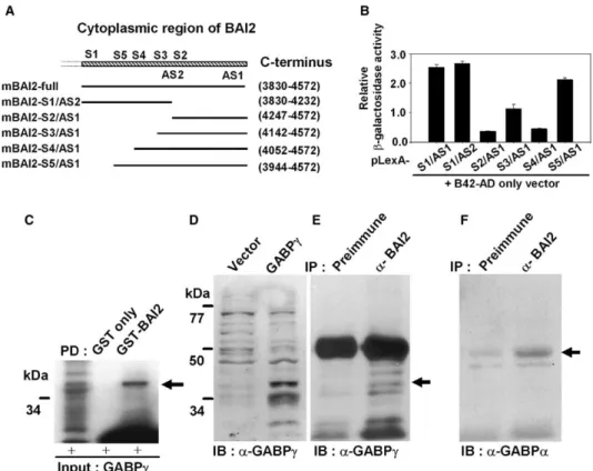 Fig. 1. Direct interaction of GABPc with the cytoplasm region of BAI2. (A) Schematic representation of cytoplasmic fragment of BAI2 used as bait in yeast two-hybrid system