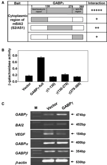 Fig. 2. Characteristic binding of GABPc with BAI2 and eﬀects of overexpressed GABPc. (A) Speciﬁc regions of the GABPc are shown