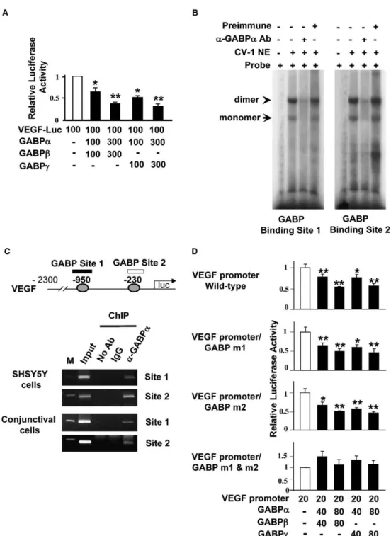 Fig. 3. GABP subunits act as transcriptional repressor for VEGF expression. (A) CV-1 cells were transiently cotransfected with VEGF-Luc promoter and increasing doses of either GABPa/b or GABPa/c with CMV-b-gal as an internal control