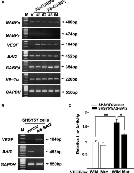 Fig. 4. Loss of GABPa/c or BAI2 function leads to increased transcription of the endogenous VEGF gene or the exogenous wild-type VEGF promoter but not in the GABP site-mutated one