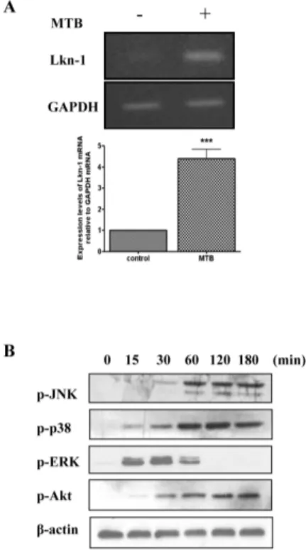 Fig. 1. MTB enhances expression of Lkn-1 and activates MAPKs. (A)  THP-1 cells were treated with 100 nM PMA for 48 h, and infected  with MTB (10 MOI) for 4 h